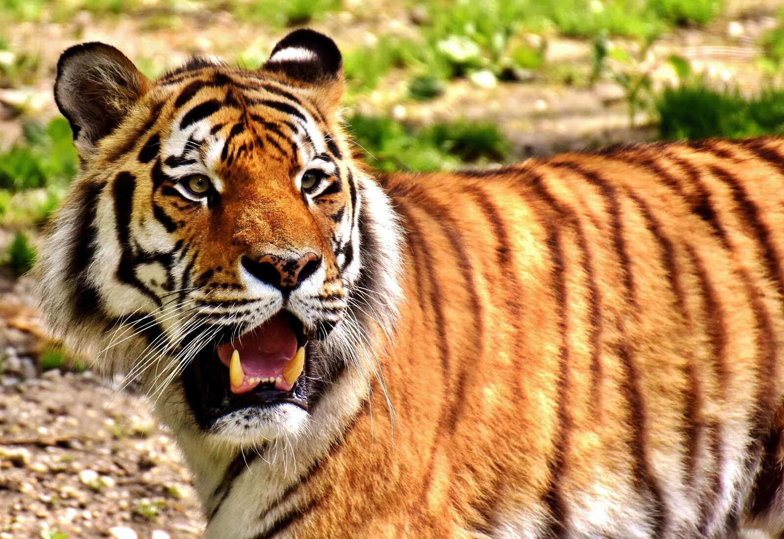Nikon D7200 sample photo. Tiger, predator, fur photography