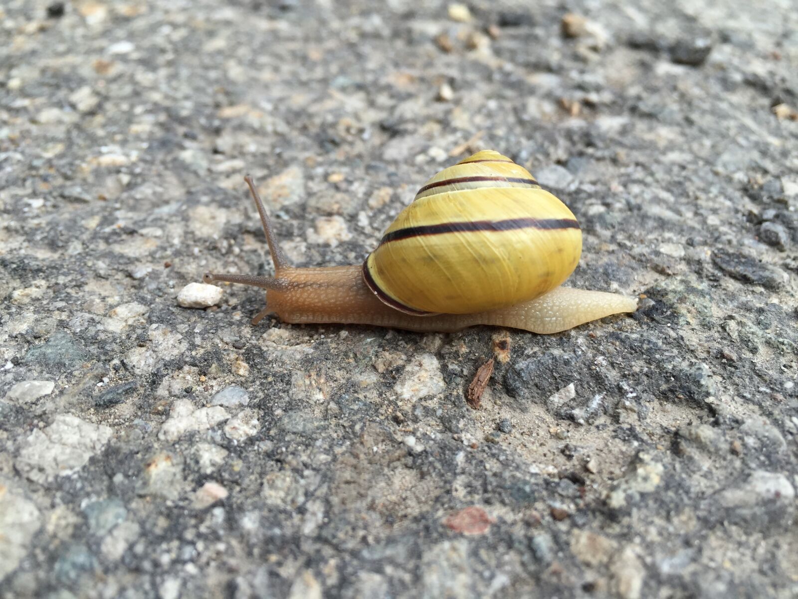 Apple iPhone 6 sample photo. Snail, animals, brooding hen photography