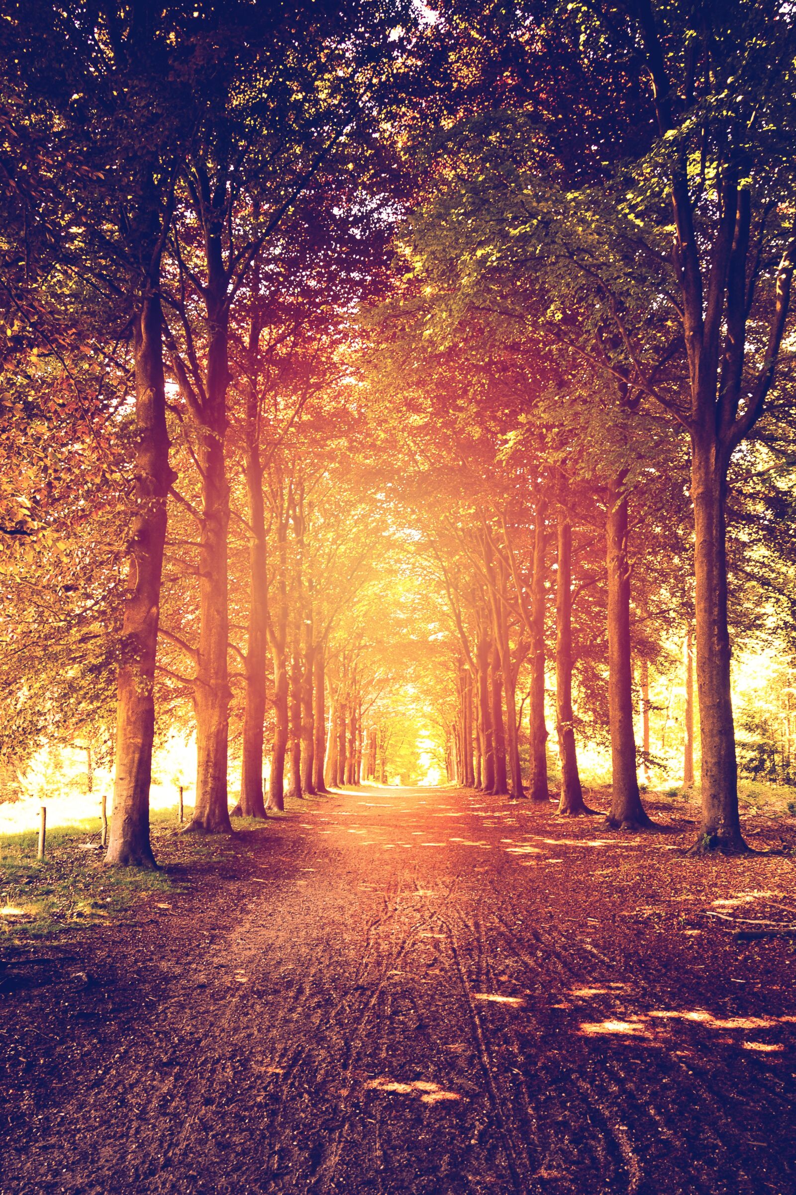 Nikon D3100 sample photo. Forest, trees, forest path photography