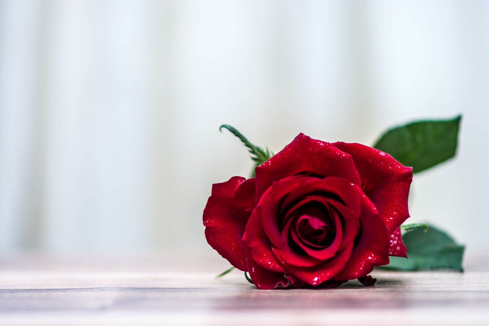 Nikon D7200 sample photo. Rose, flower, romantic photography