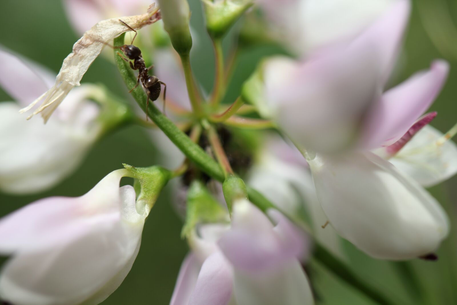 Canon EOS 550D (EOS Rebel T2i / EOS Kiss X4) sample photo. Ant, klee, flowers photography