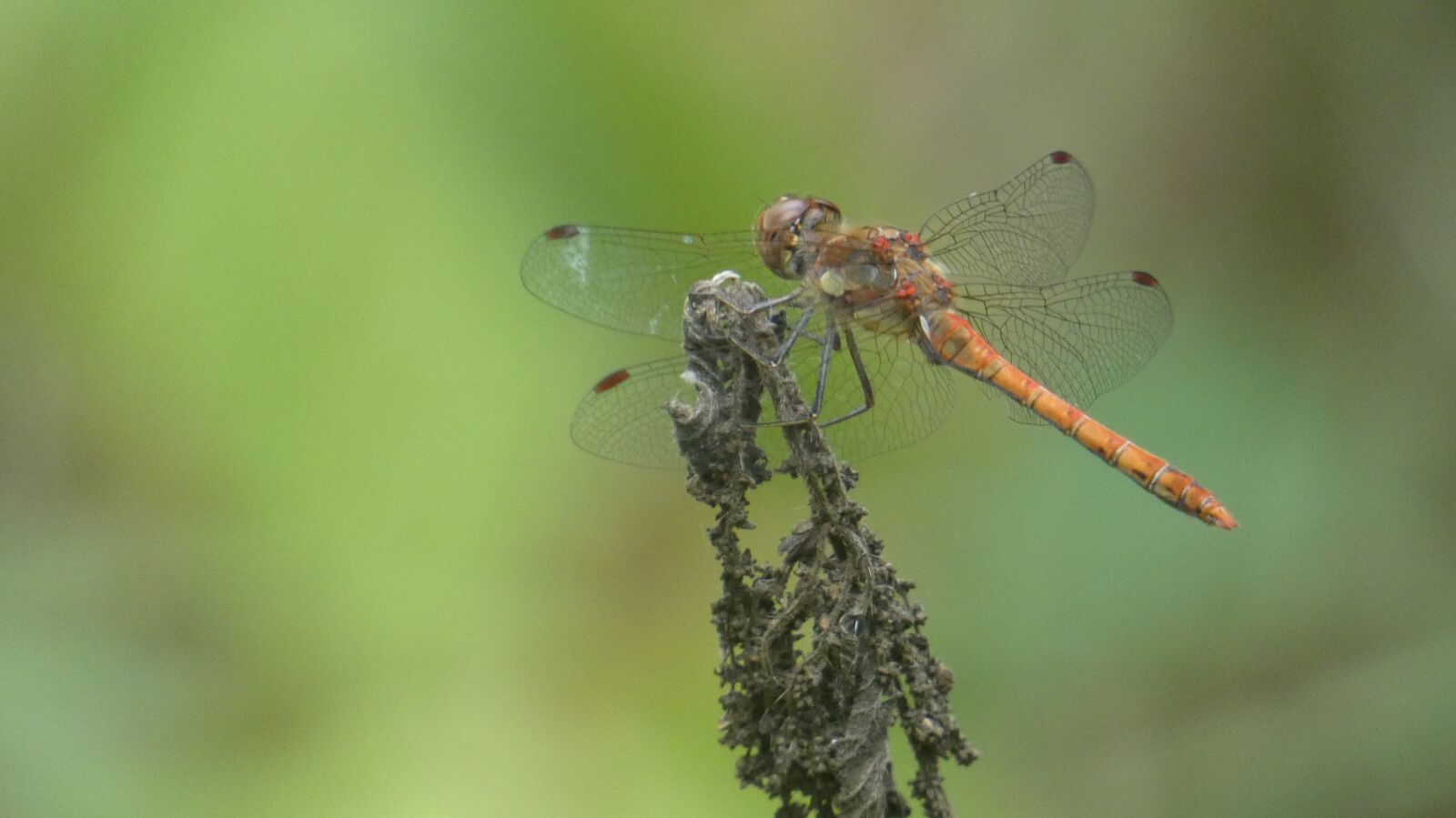 Panasonic Lumix DC-FZ80 (Lumix DC-FZ82) sample photo. Dragonfly, dragonflies, insect photography