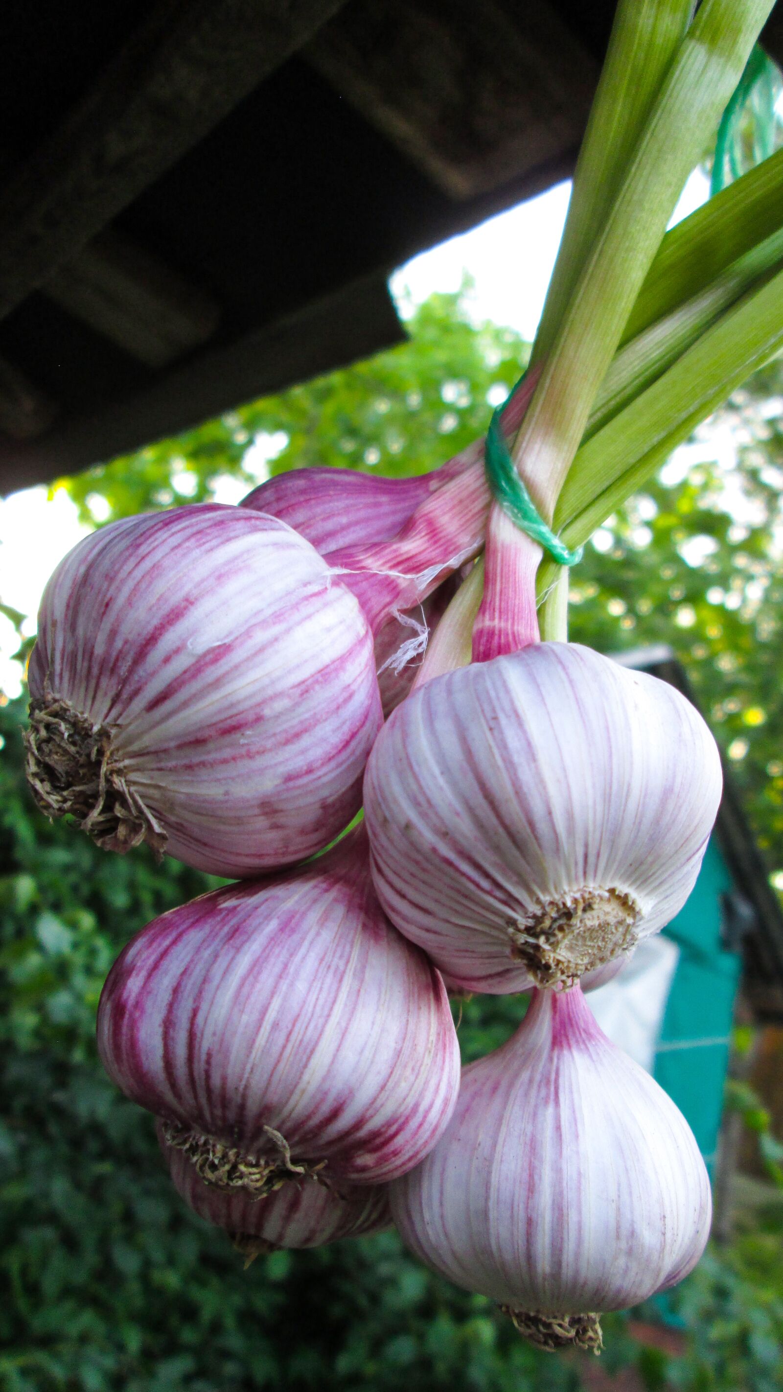 Canon PowerShot A810 sample photo. Garlic, food, vegetables photography
