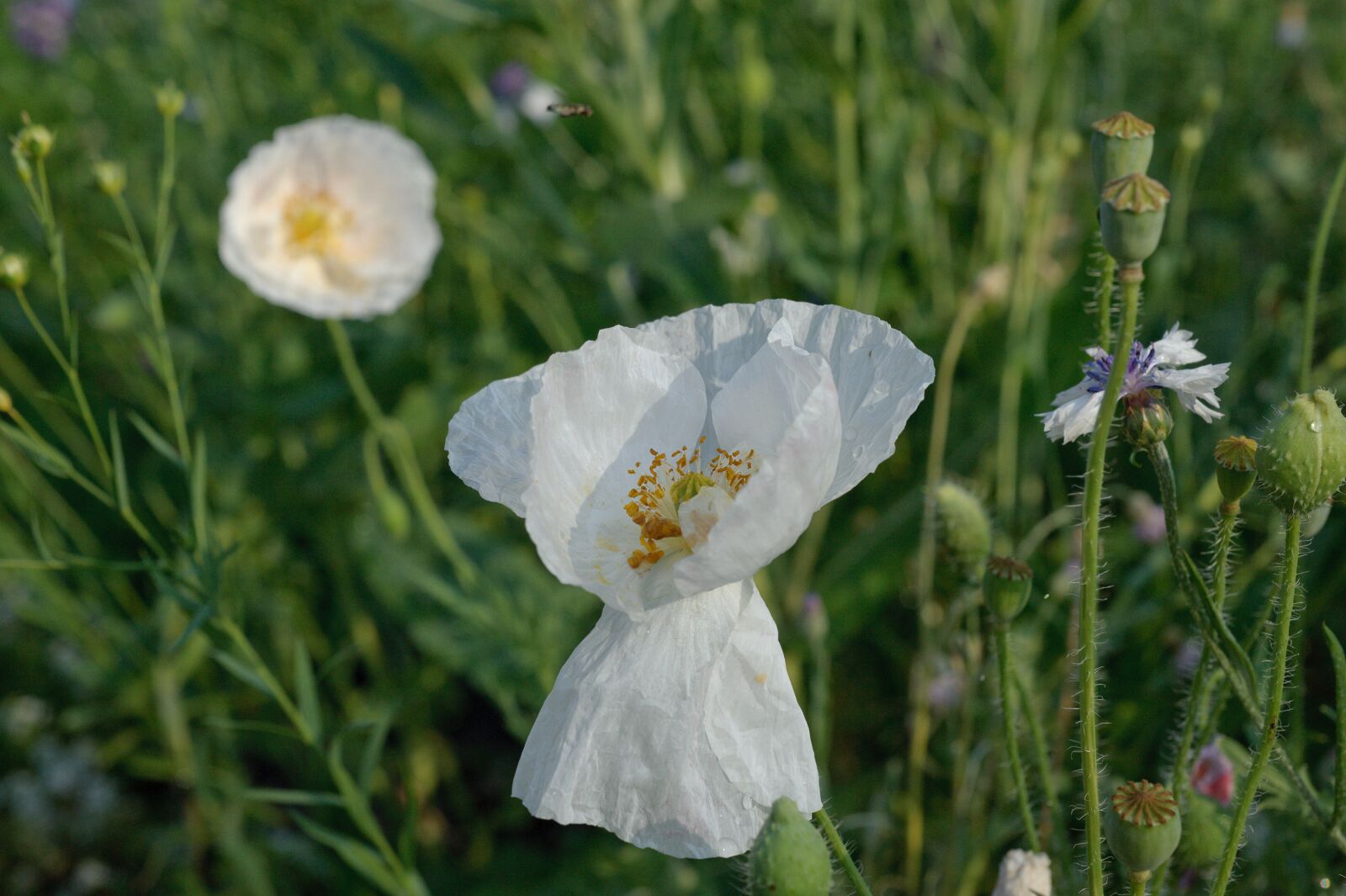Nikon D700 sample photo. Closeup, white poppy, white photography