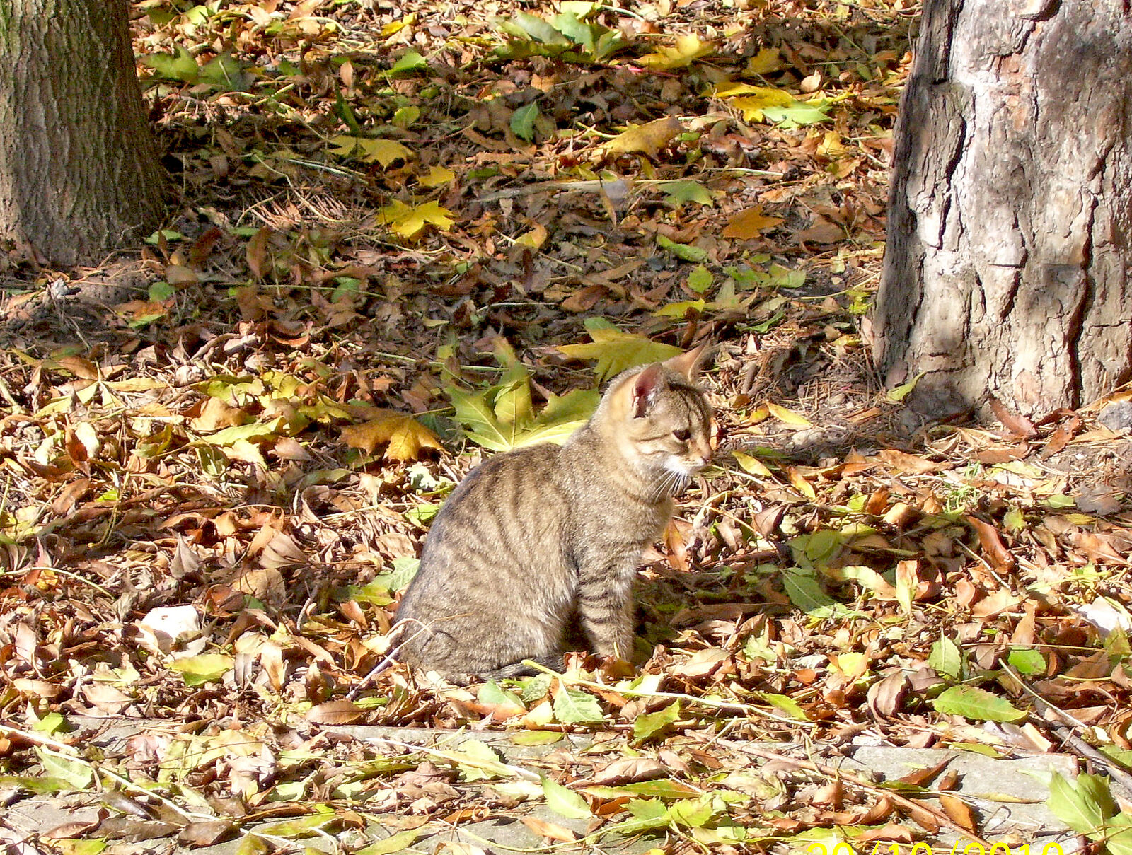 Kodak EASYSHARE C533 ZOOM DIGITAL CAMERA sample photo. Animal, portrait, autumn, cat photography