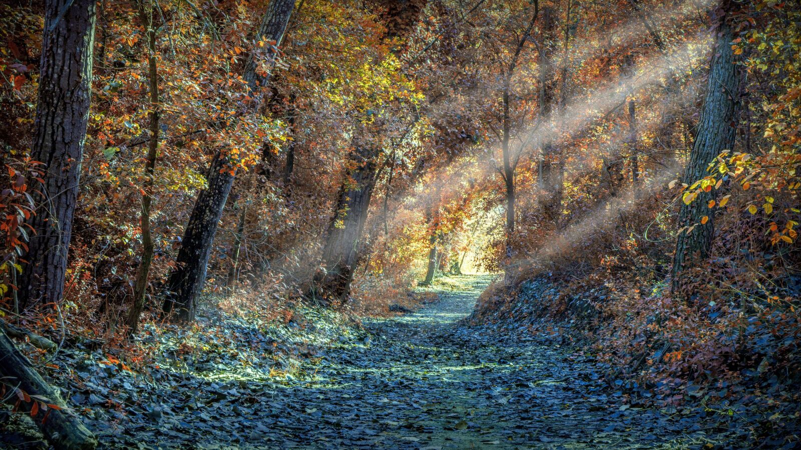 Sony a6000 sample photo. Nature, landscape, forest photography