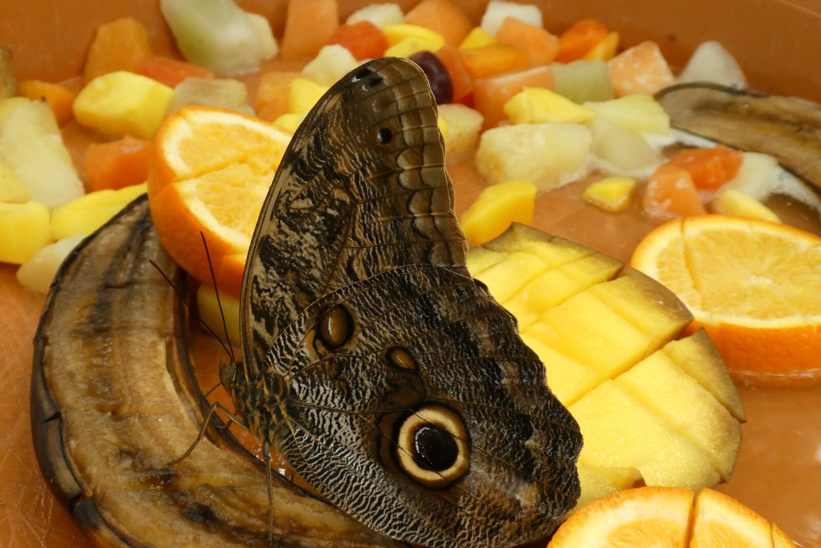 Panasonic Lumix DC-ZS70 (Lumix DC-TZ90) sample photo. Butterfly, fruit, food photography