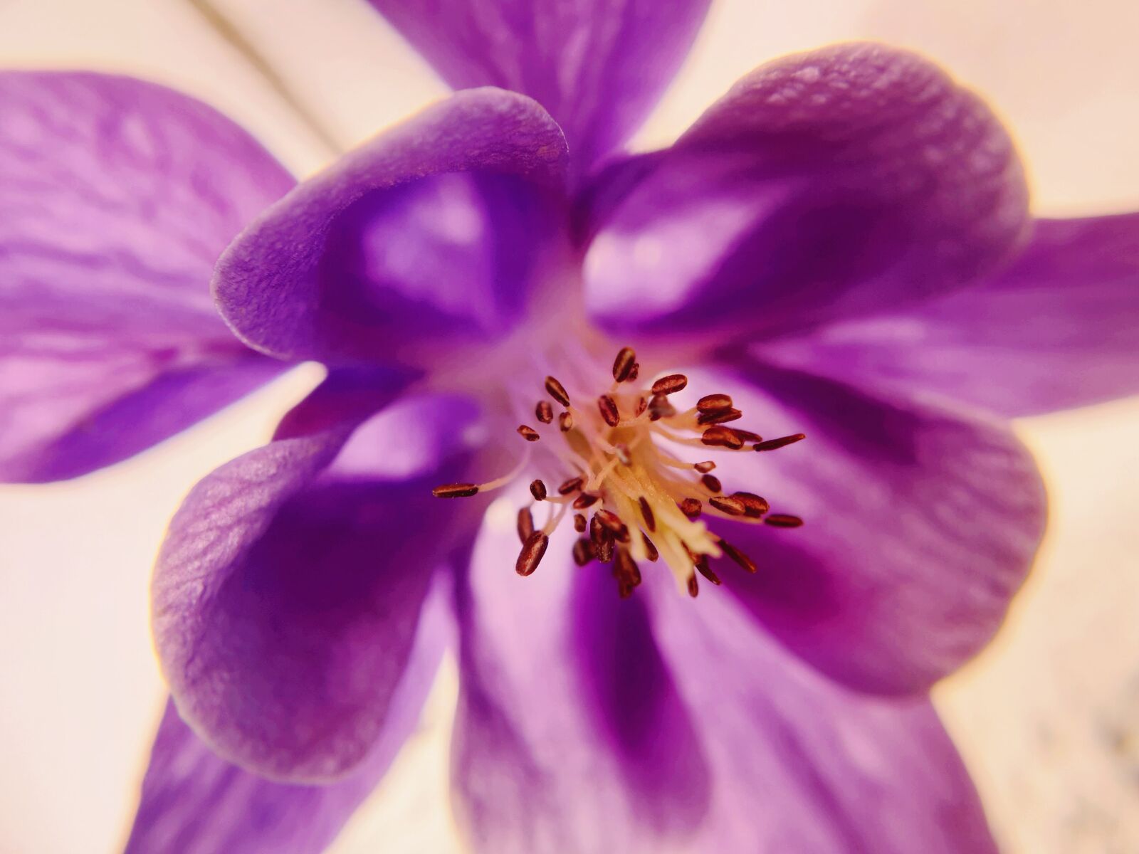 Samsung Galaxy S9 sample photo. Macro world, purple, blossom photography