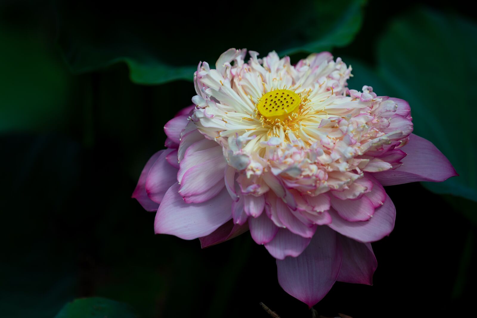 Canon EOS 5D Mark IV sample photo. Flower, lotus, lotus flowers photography