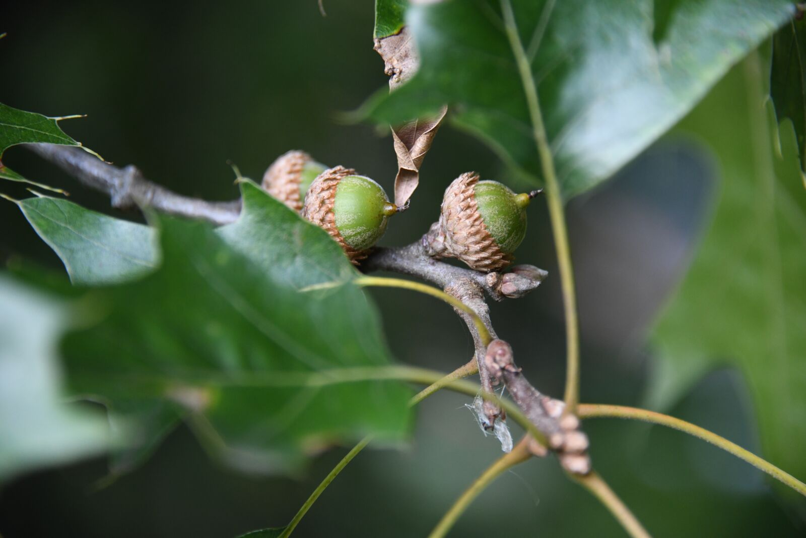 Nikon D850 sample photo. Acorn, oak, tree photography