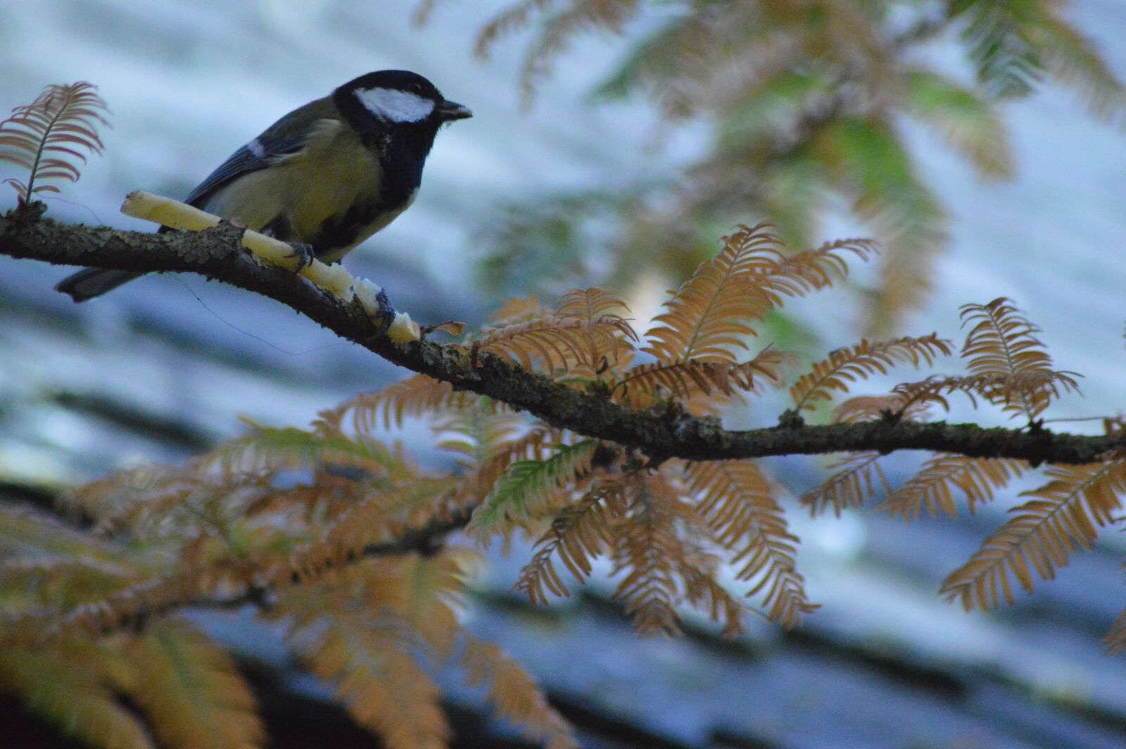 Nikon D3200 sample photo. Animal, bird, tit photography
