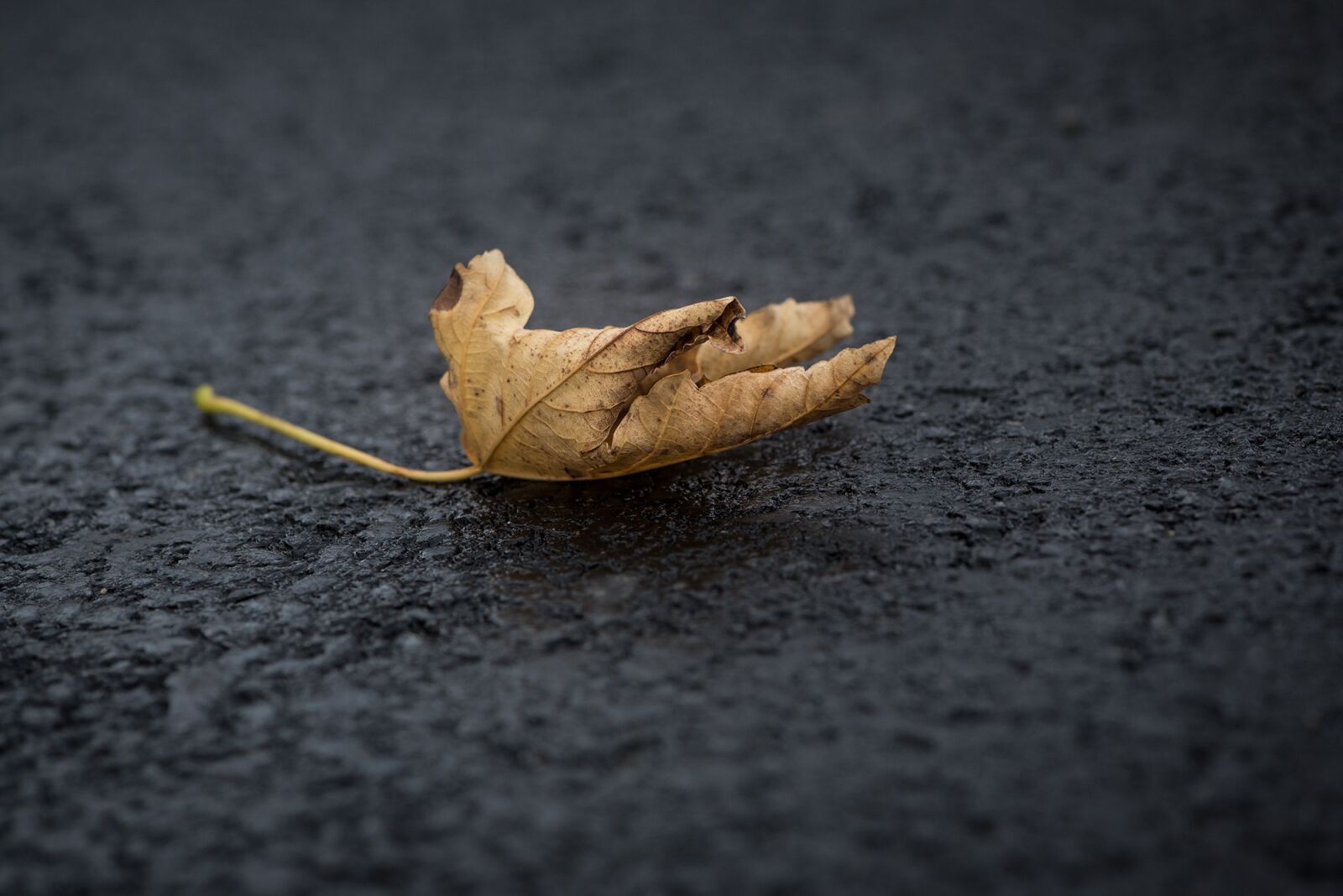 Nikon D750 sample photo. Leaf, leaves, foliage leaf photography