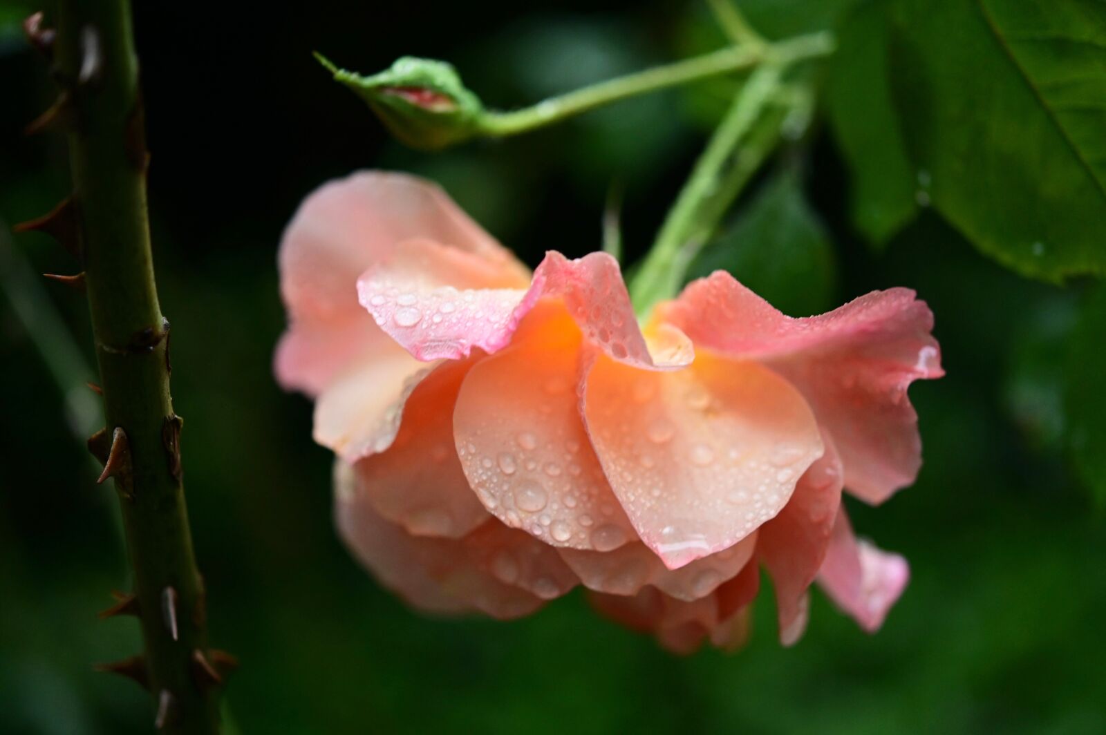 Nikon Z6 sample photo. Rose, rose bloom, thorns photography