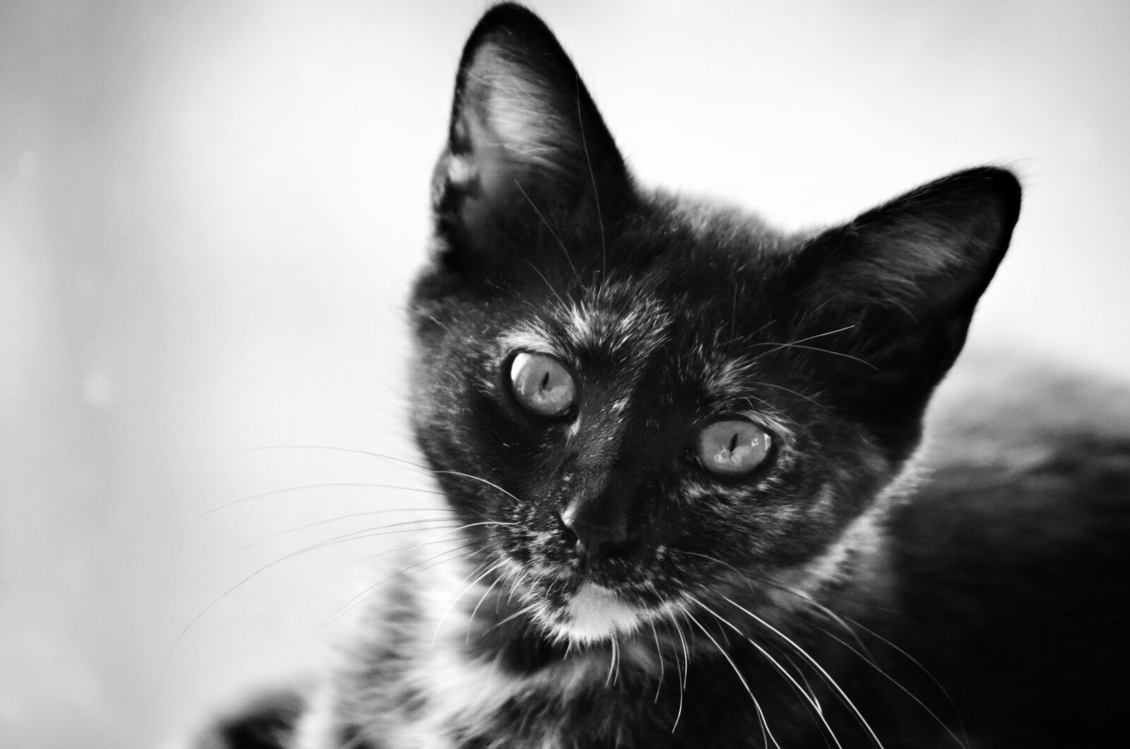 Nikon D7000 sample photo. Cute, animals, kitten, cat photography