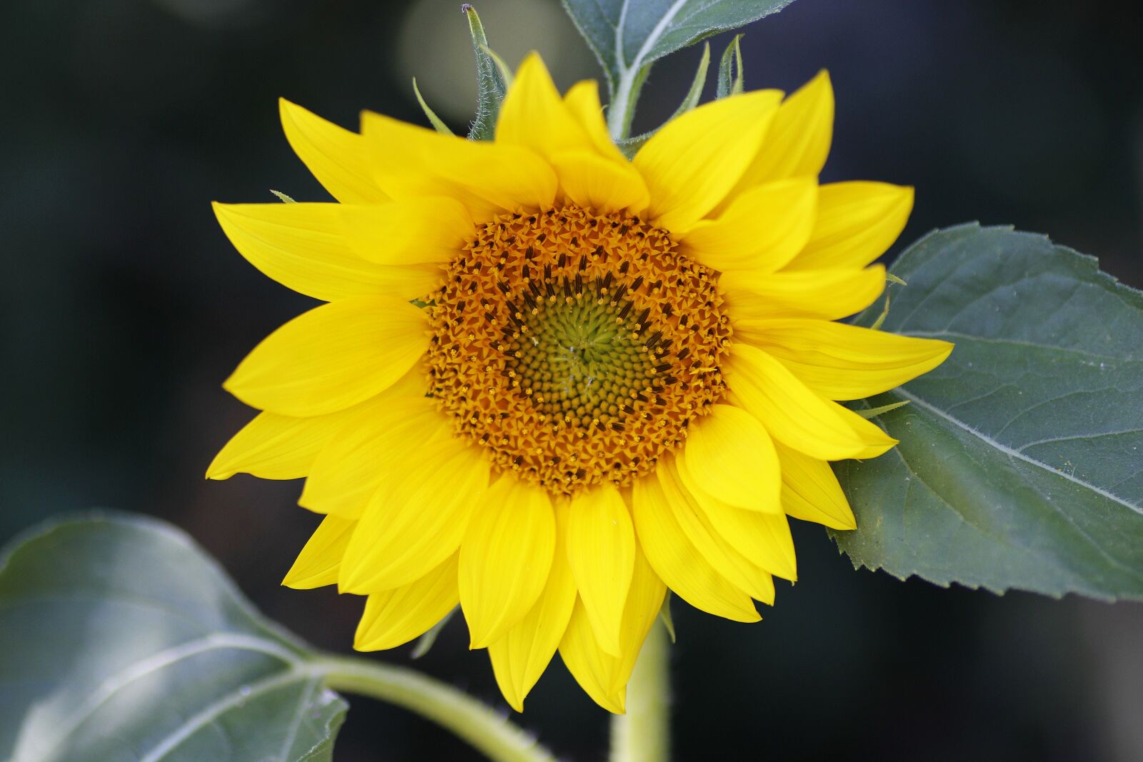Canon EOS 700D (EOS Rebel T5i / EOS Kiss X7i) sample photo. Sunflower, plant, yellow photography