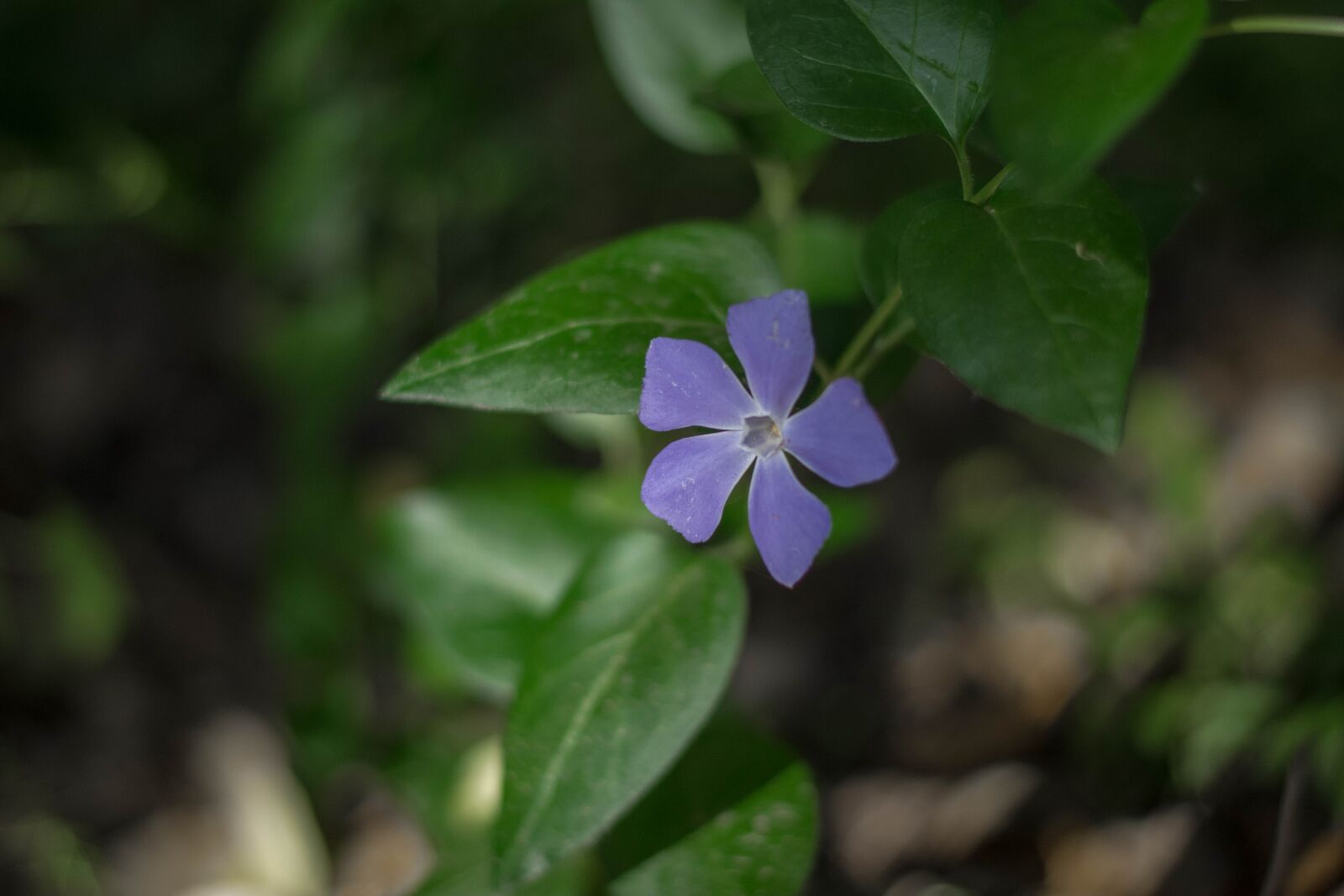 Nikon D7200 sample photo. Nature, flower, violet photography