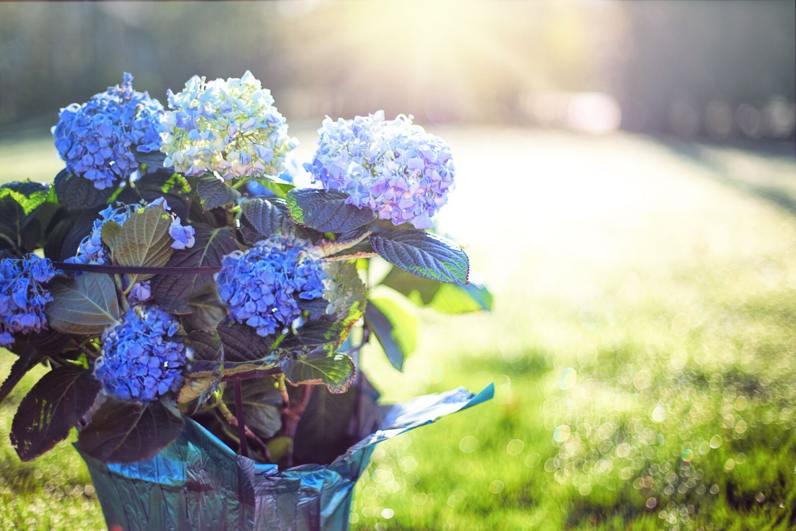 Canon EF 50mm F1.4 USM sample photo. Hydrangea, blue, purple photography
