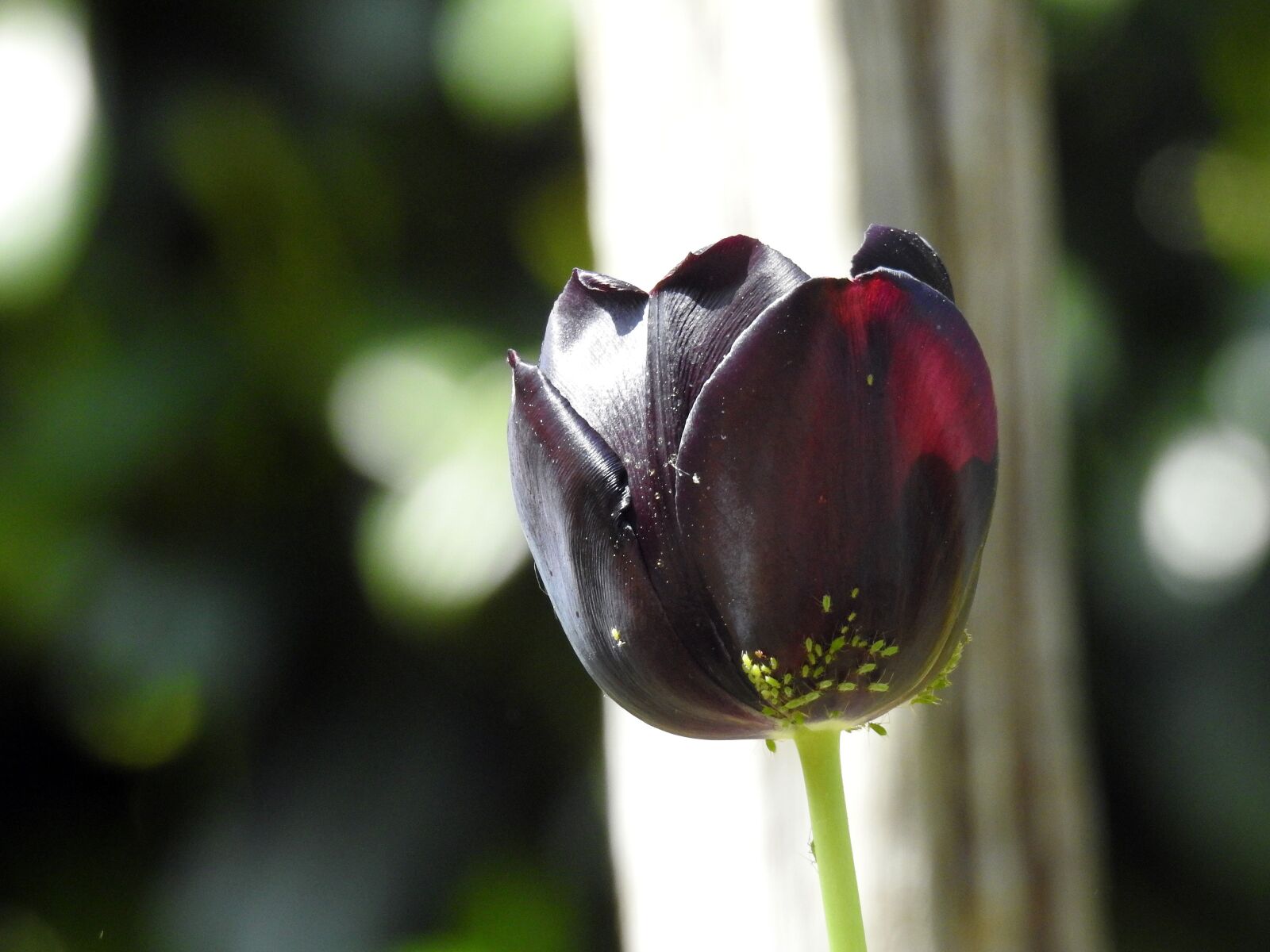 Nikon Coolpix P900 sample photo. Tulip, blossom, bloom photography