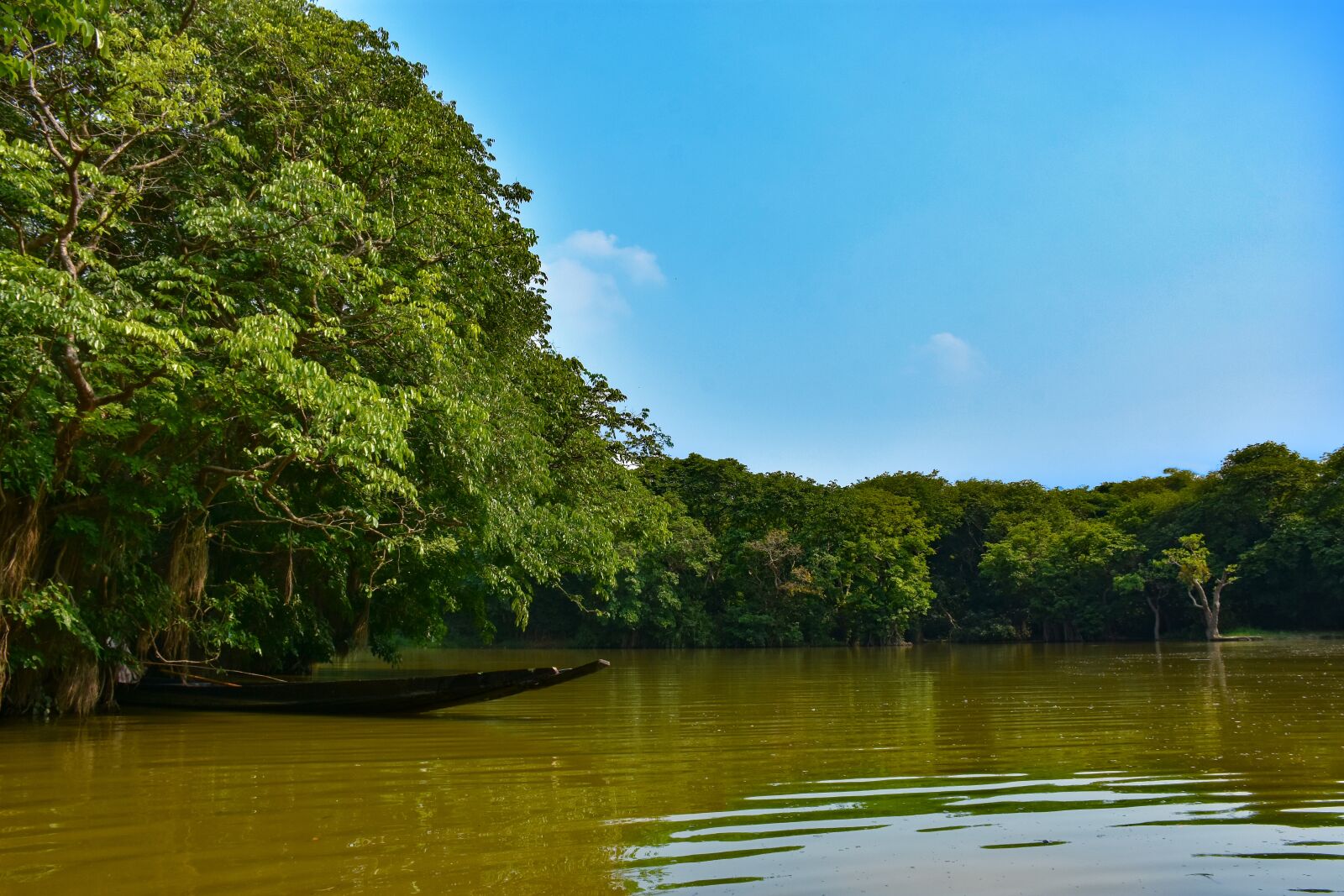Nikon D7200 sample photo. Sylhet, ratargul, bangladesh photography