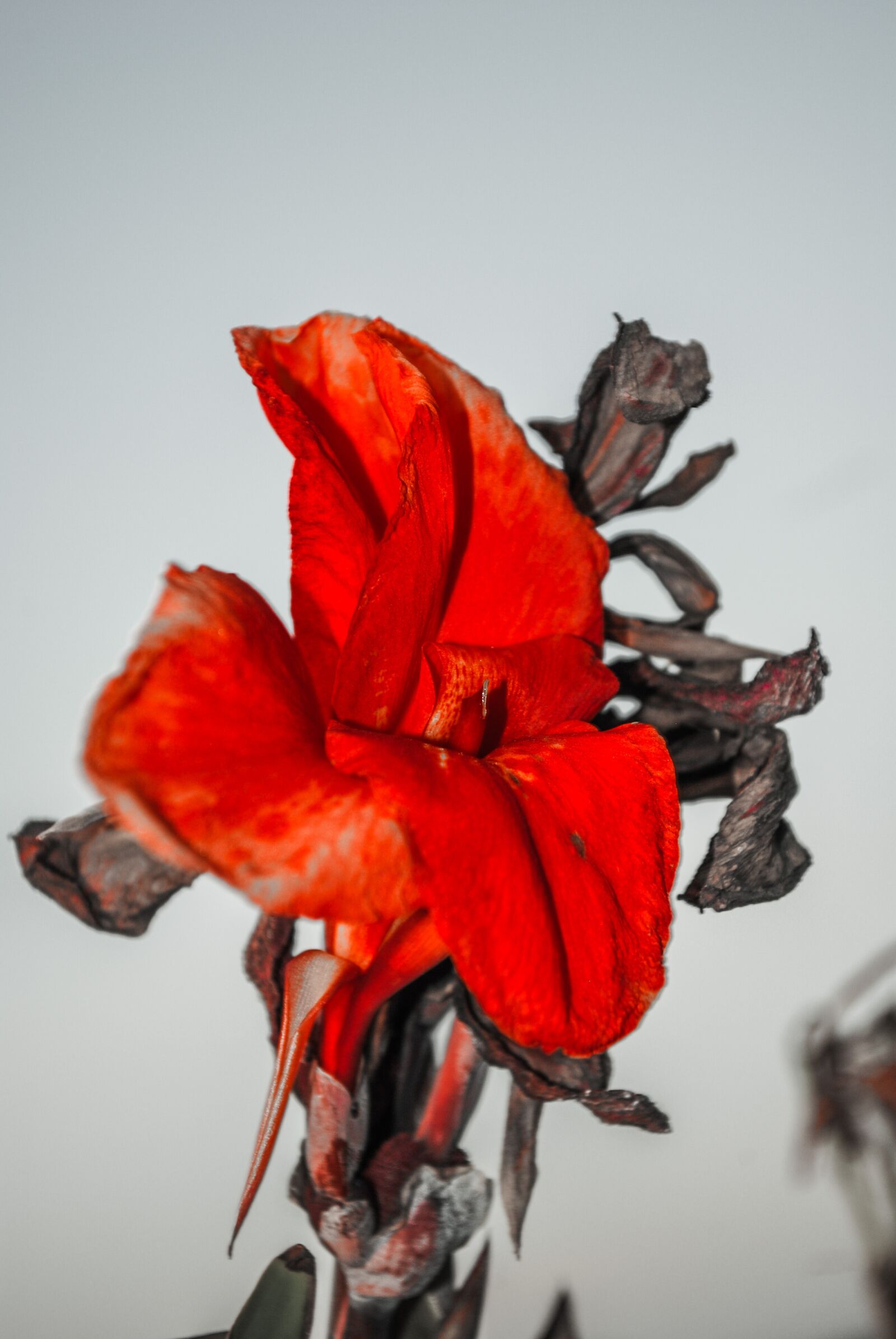 Nikon D3000 sample photo. Canna indica, canna, flower photography