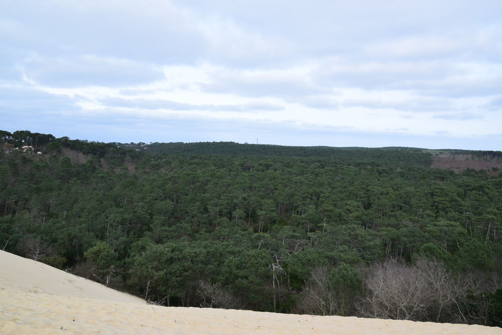 Nikon D5300 sample photo. Dune, sand, forest photography