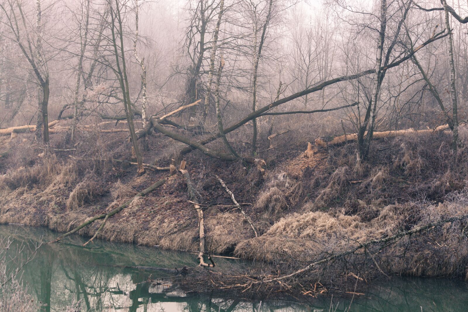 Sony a6000 sample photo. River, forest, the fog photography