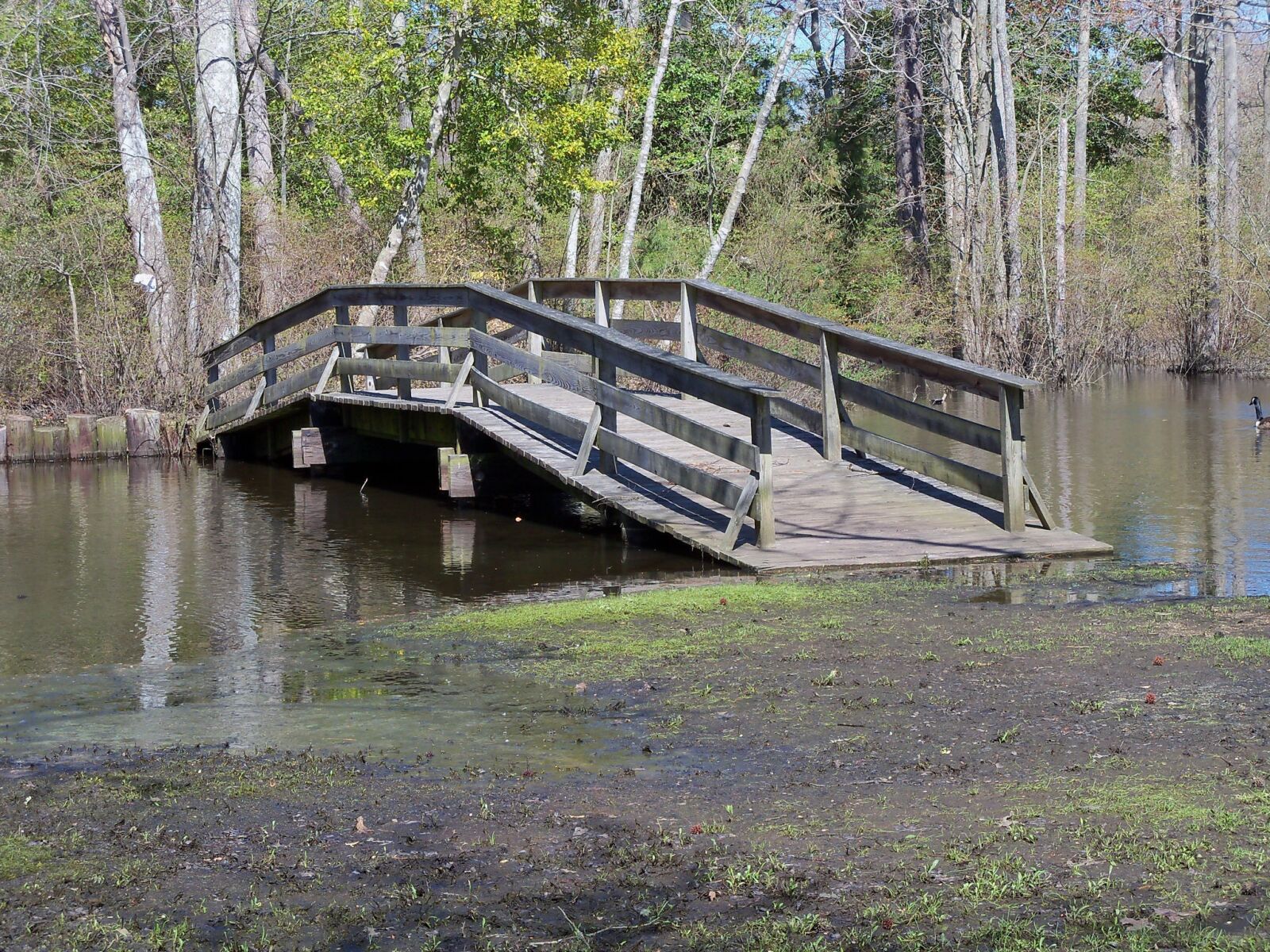 Kodak EasyShare Z915 sample photo. Park, bridge, nature photography