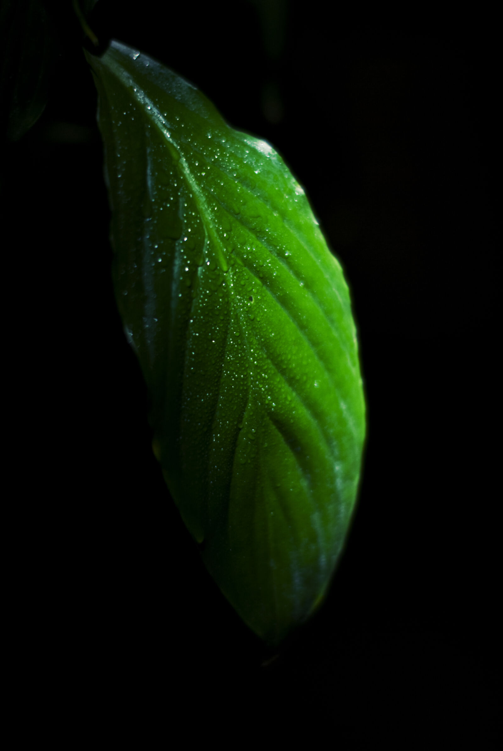 Nikon D60 sample photo. Leaf photography
