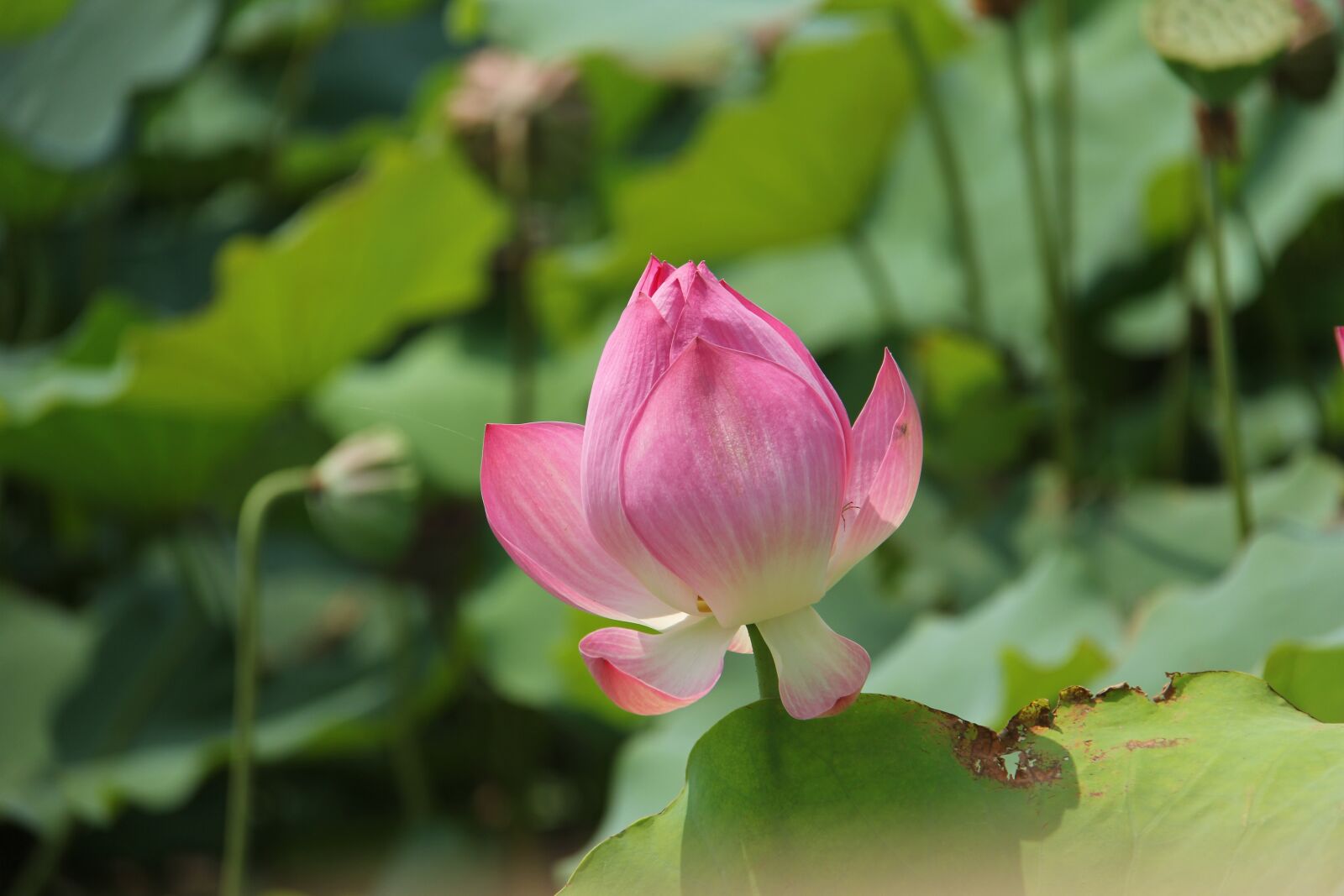 Canon EF-S 18-200mm F3.5-5.6 IS sample photo. Water lily, plant, scenery photography