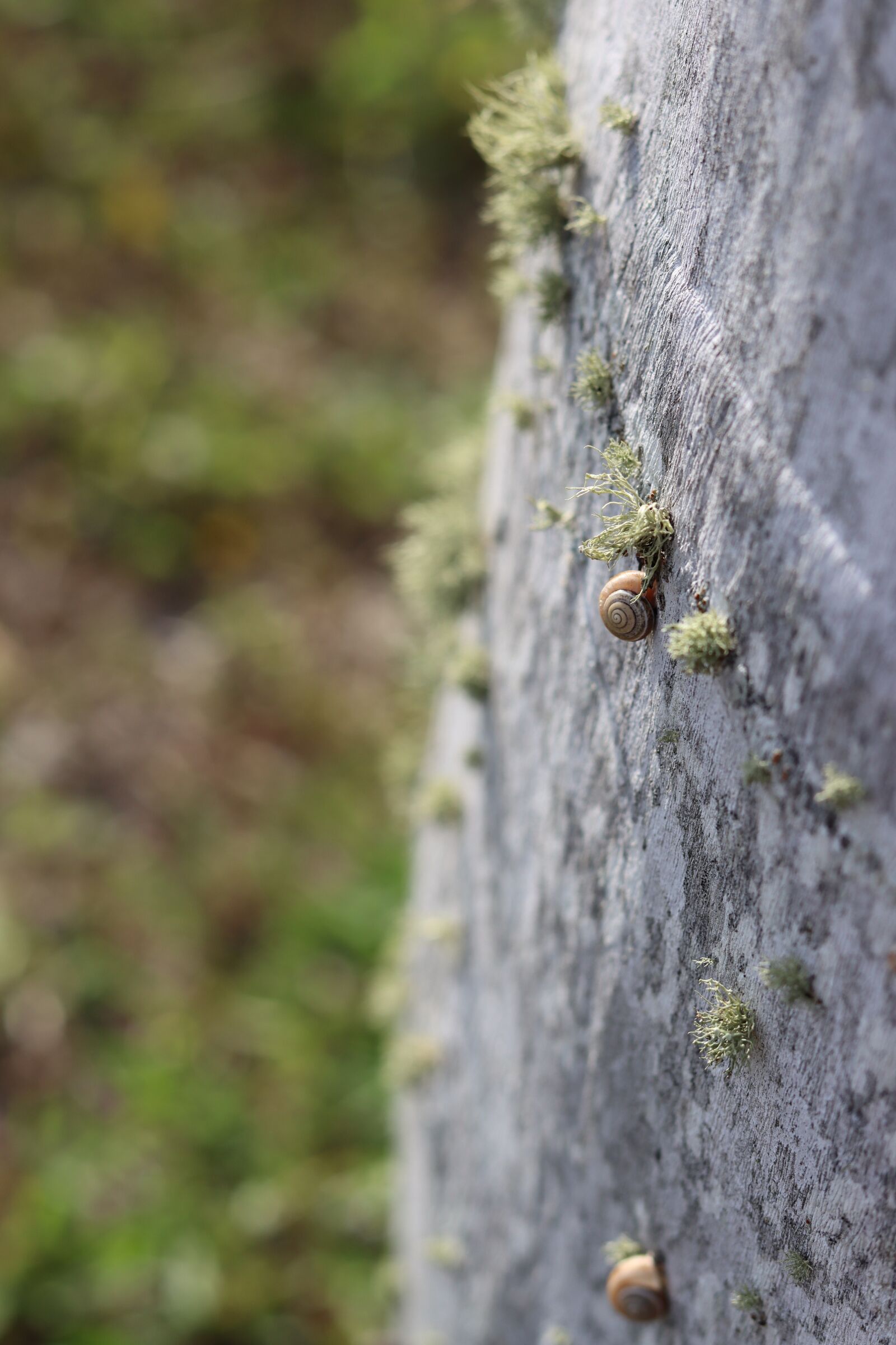 Canon EOS 90D sample photo. Snail, molluscs, lichen photography
