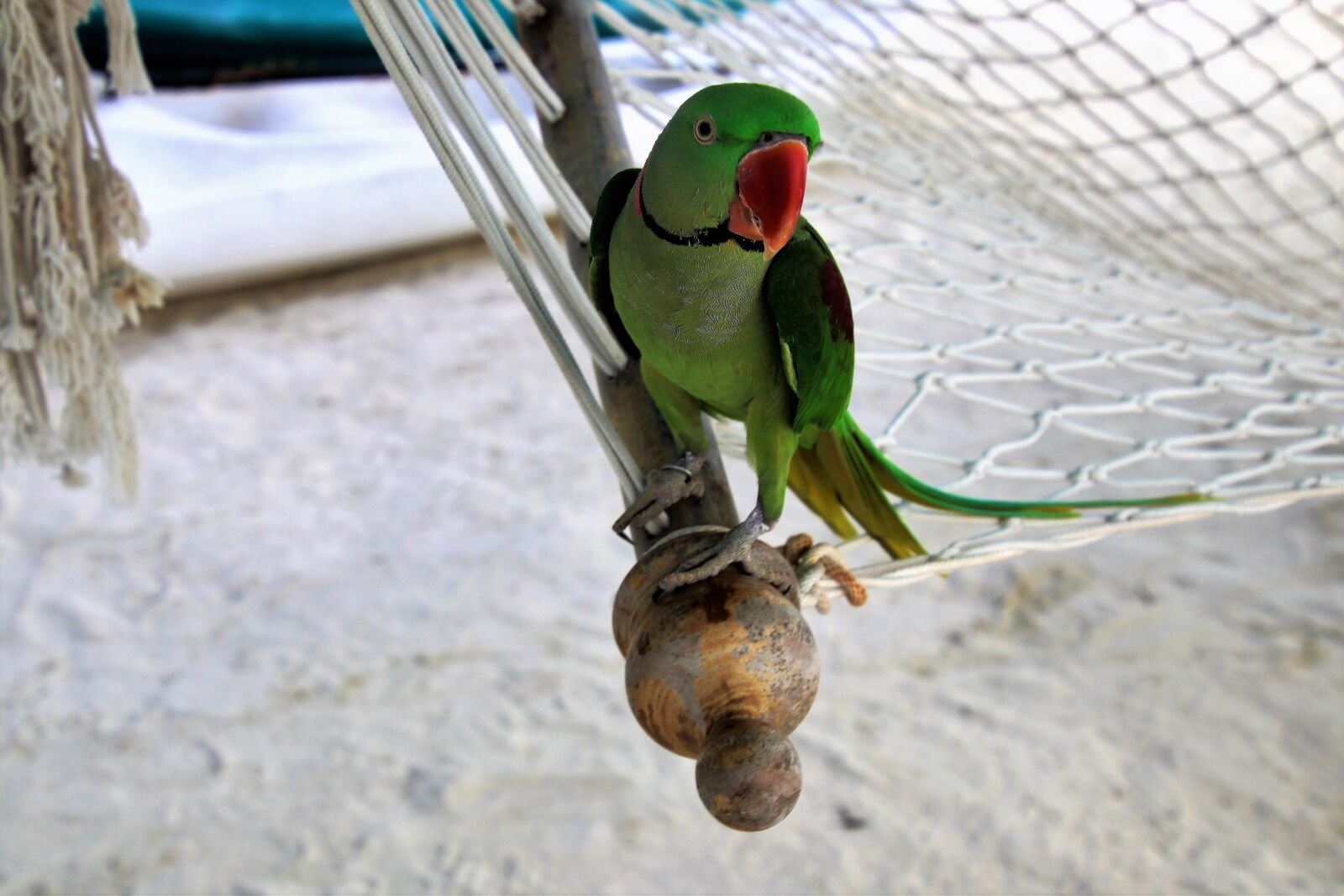 Canon EOS 80D sample photo. Hammock, sand, parrot photography