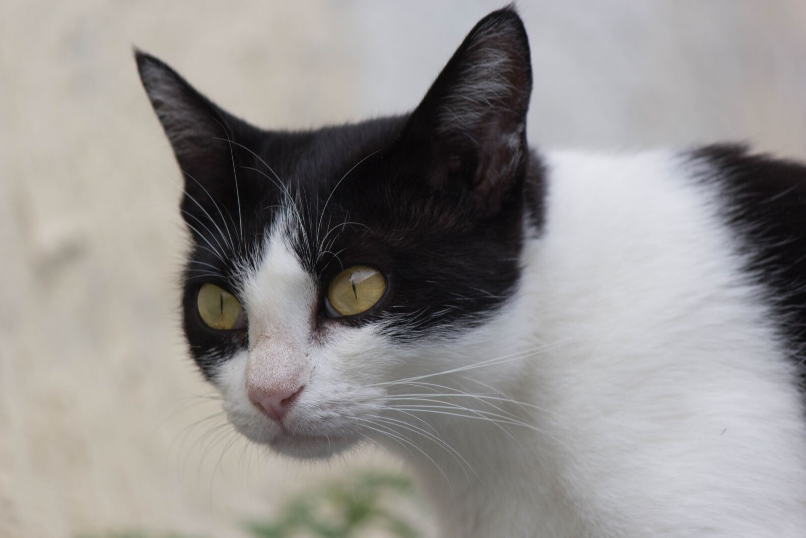 Canon EOS 60D sample photo. Cat, feline, domestic photography