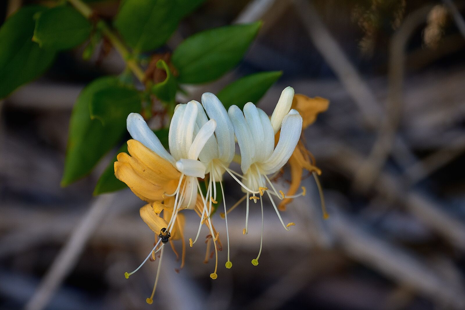 Nikon D7200 sample photo. Honeysuckle, garden, flower photography