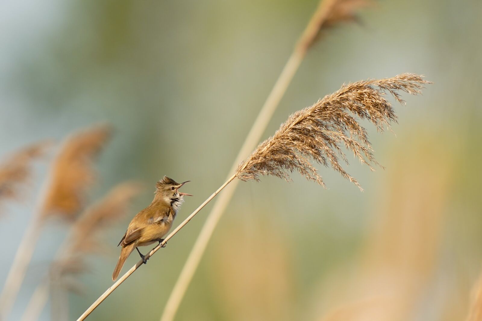 Sony a9 sample photo. Great reed warbler, bird photography