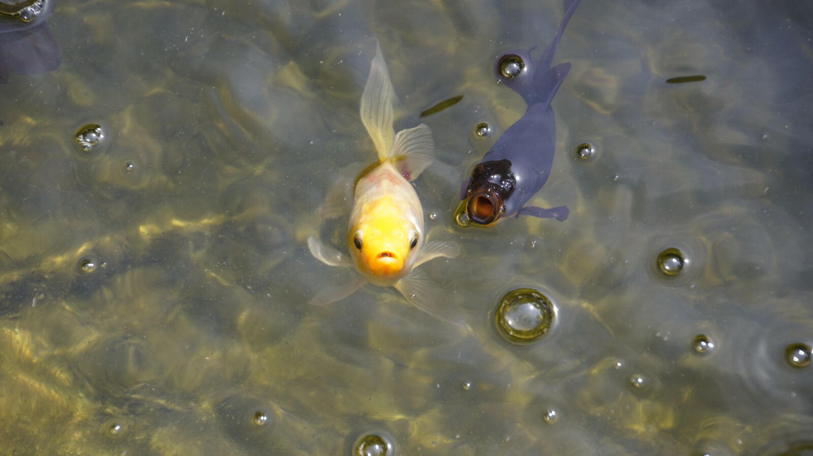 DT 18-270mm F3.5-6.3 sample photo. Fish, pond, water photography