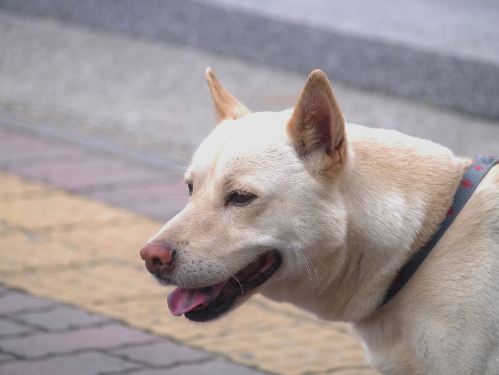 Panasonic Lumix DMC-GX1 sample photo. Mix, dog, hybrid photography