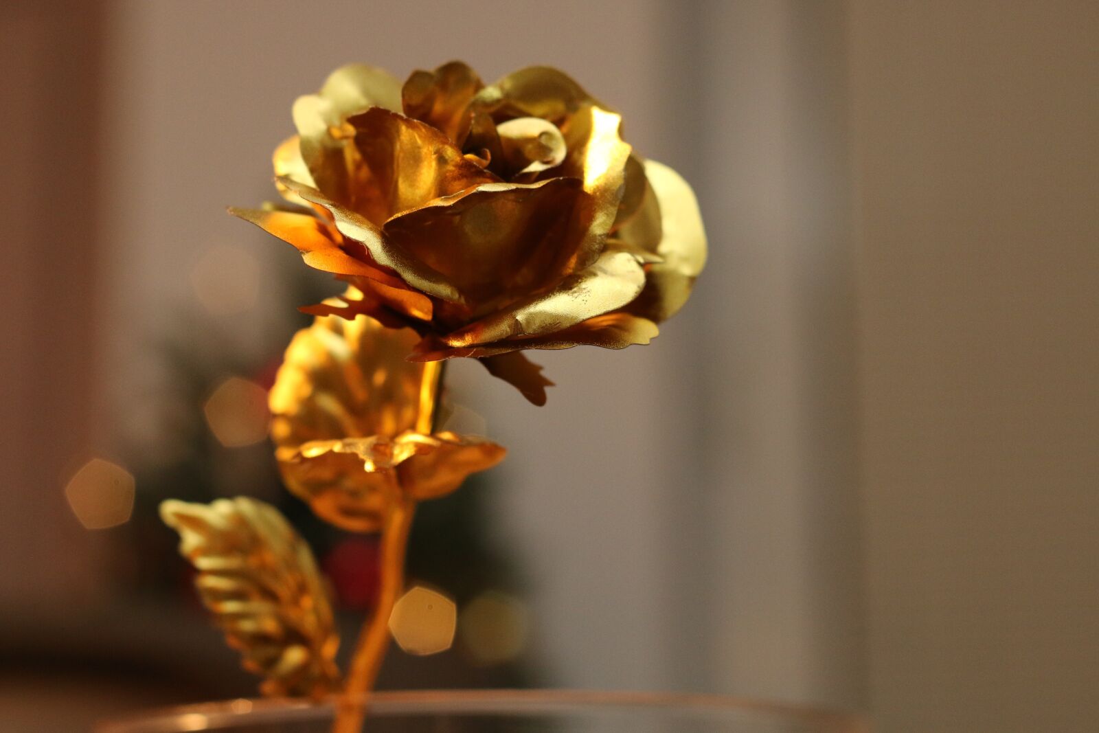 Canon EOS 70D + Canon EF 50mm F1.8 II sample photo. Nature, flower, blur photography