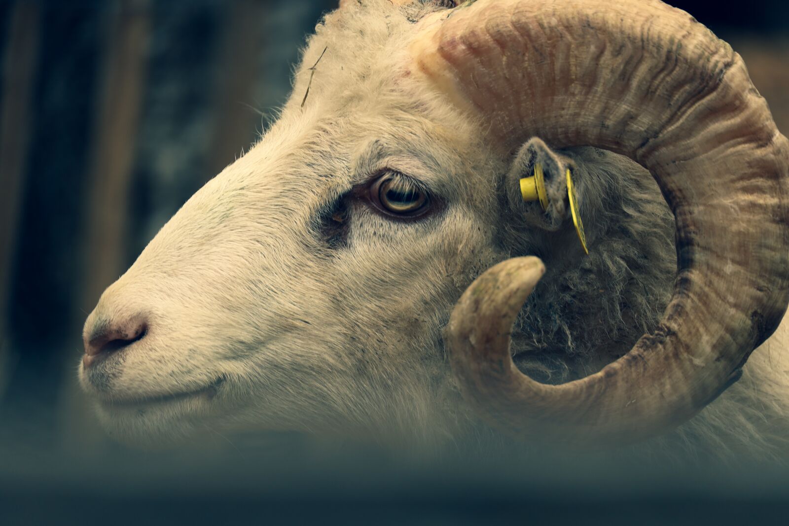 Canon RF 24-240mm F4-6.3 IS USM sample photo. Sheep, horns, animal photography