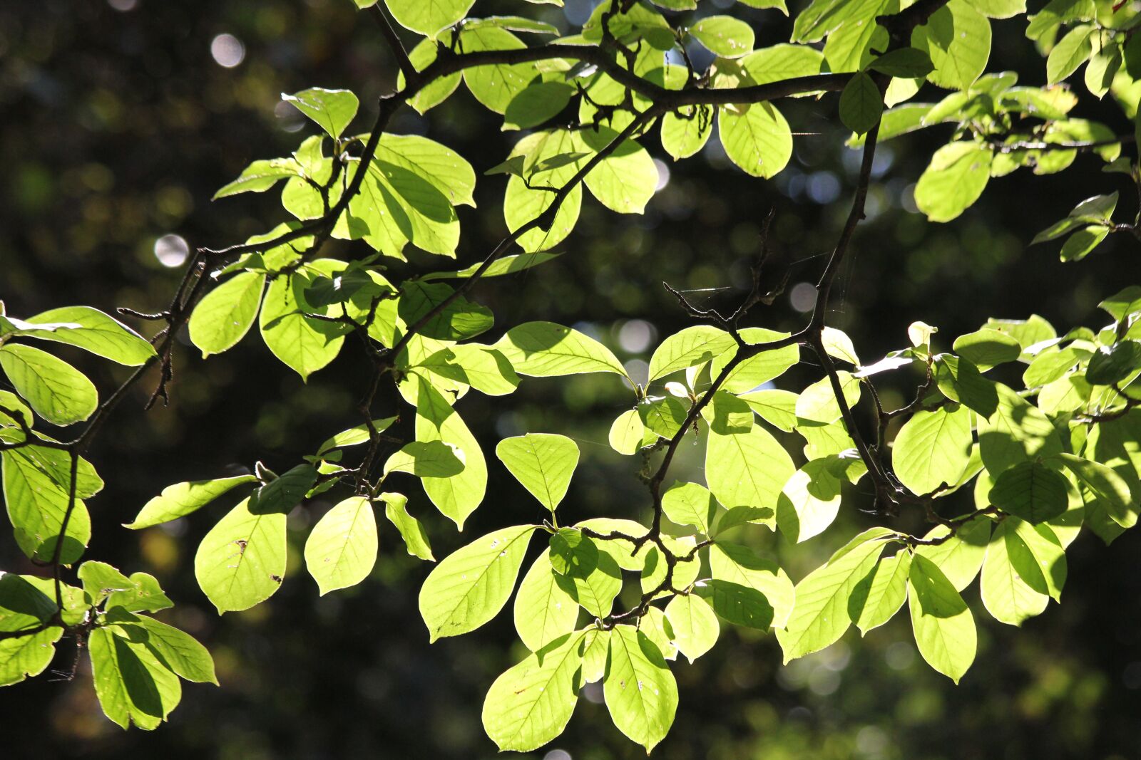 Canon EOS 60D + Canon EF 70-300mm F4-5.6 IS USM sample photo. Sunlit, leaves, green photography