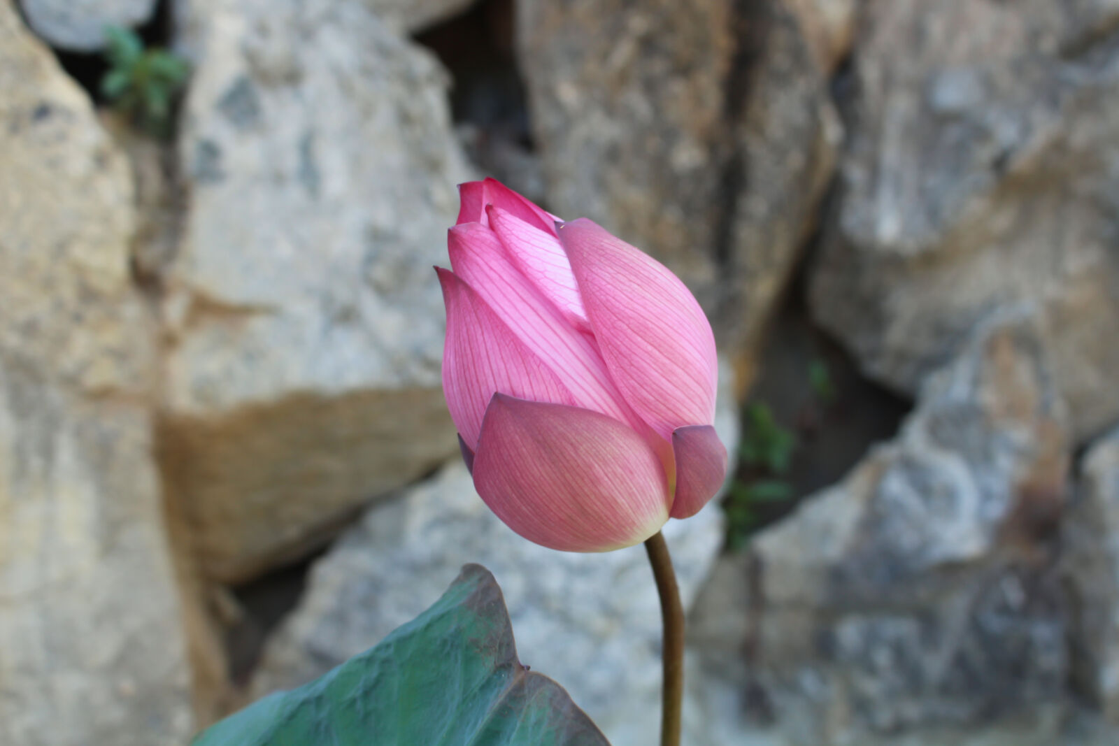 Canon EOS 700D (EOS Rebel T5i / EOS Kiss X7i) sample photo