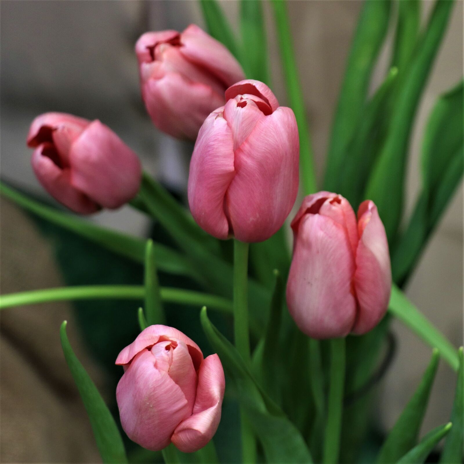 Canon EOS 77D (EOS 9000D / EOS 770D) sample photo. Tulips, flowers, bouquet photography
