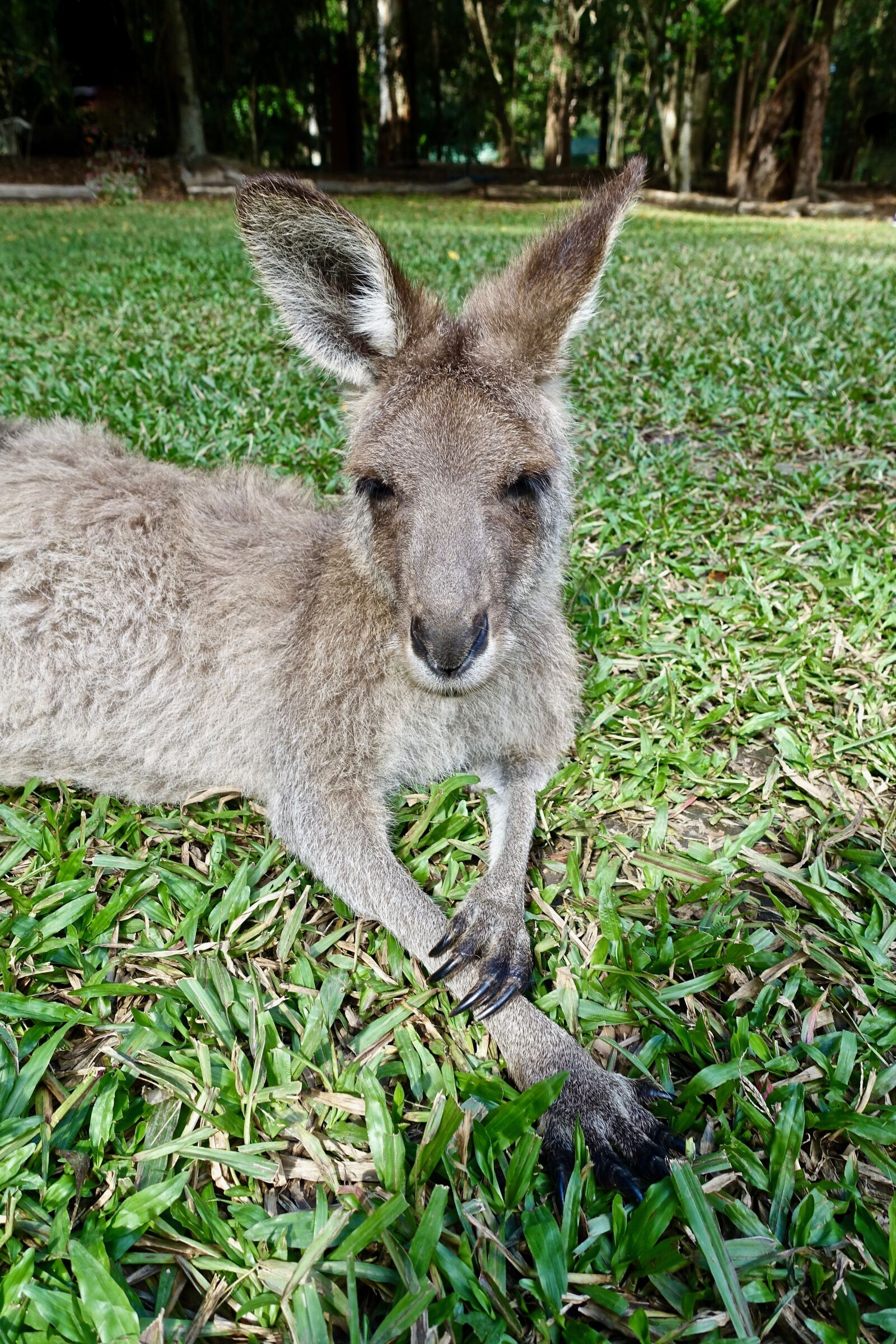 Sony Cyber-shot DSC-RX100 III sample photo. Kangaroo, face, wallaby photography