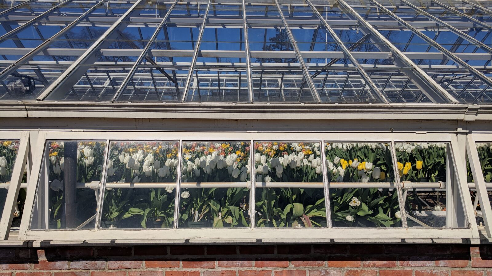 Google Pixel sample photo. Glass items, greenhouse, window photography