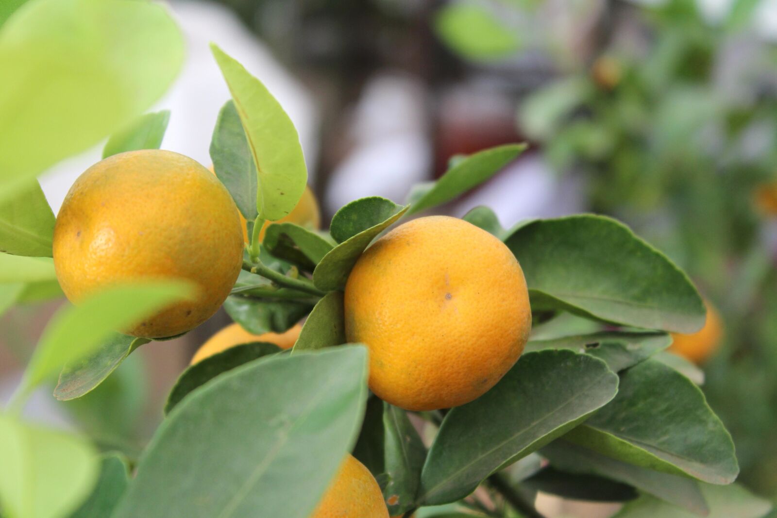 Canon EOS 600D (Rebel EOS T3i / EOS Kiss X5) sample photo. Orange fruit, citrus, orchard photography
