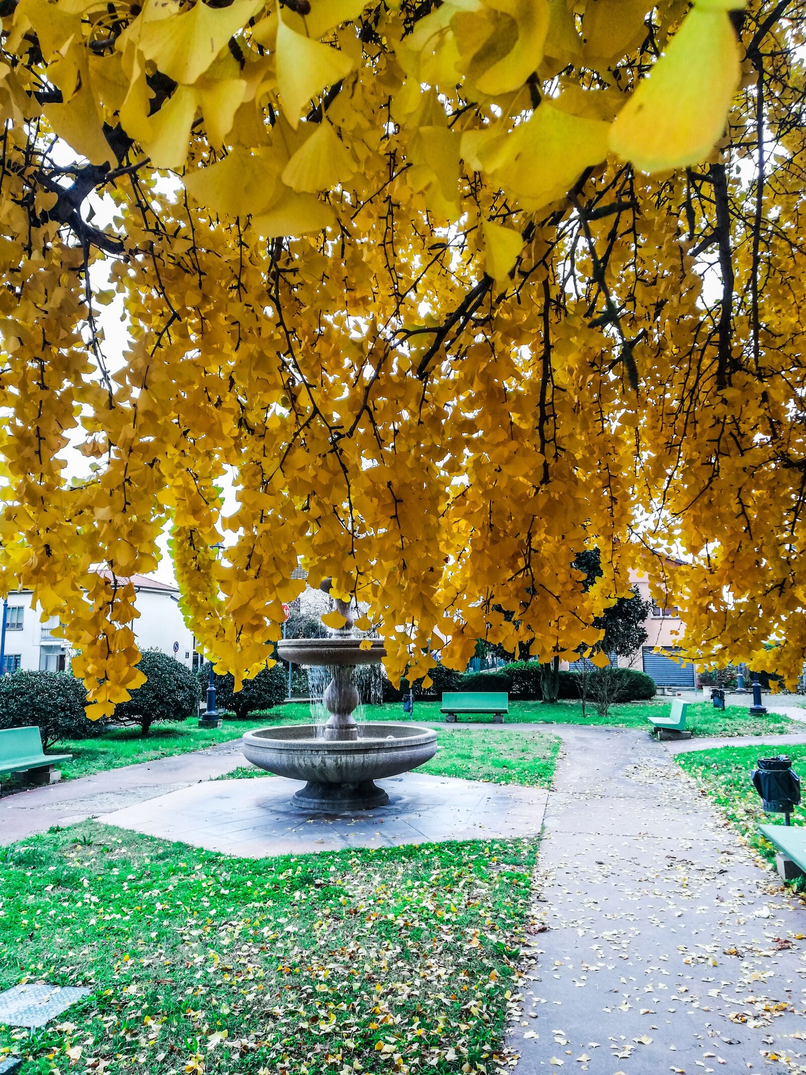 HUAWEI Mate 10 Lite sample photo. Garden, autumn, gingko biloba photography