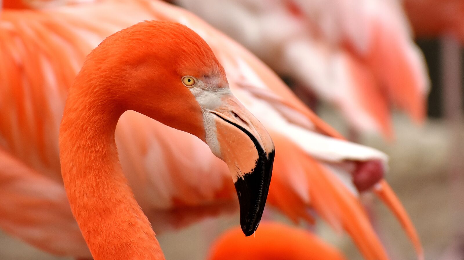 Nikon D7200 sample photo. Flamingo, bird, colorful photography