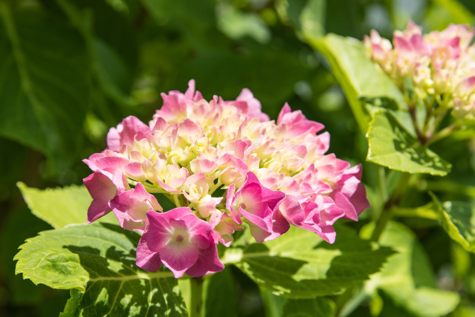 Canon EOS 80D sample photo. Hydrangea, pink, plant photography