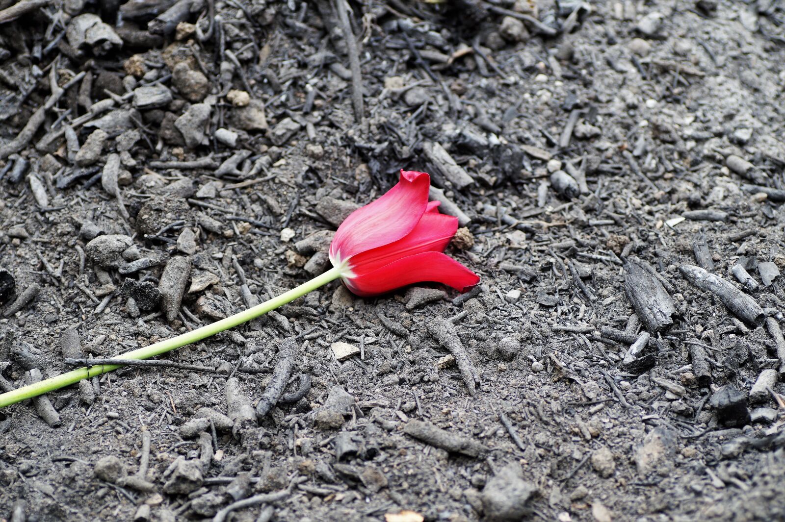 Sony SLT-A58 sample photo. Scorch, ash, red photography