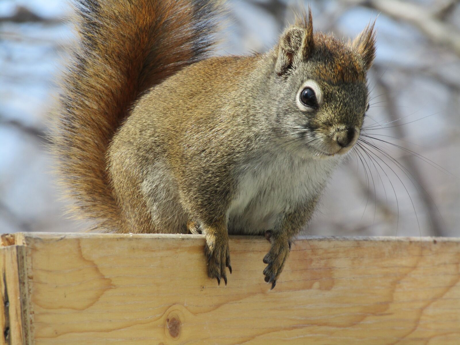 Canon PowerShot SX420 IS sample photo. Mammal, wildlife, nature photography