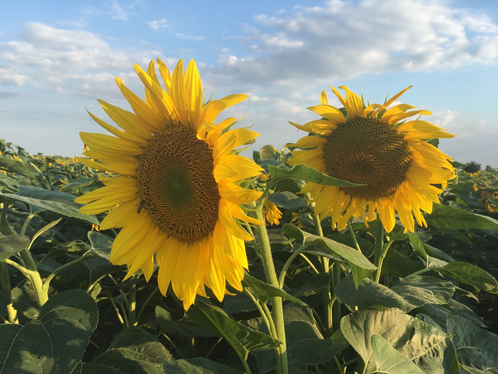 iPhone 6s back camera 4.15mm f/2.2 sample photo. Sunflower, summer, nature photography